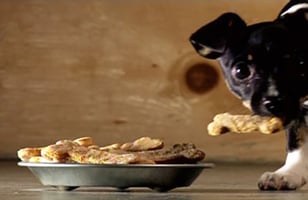 Photo Recette Biscuits pour Chien